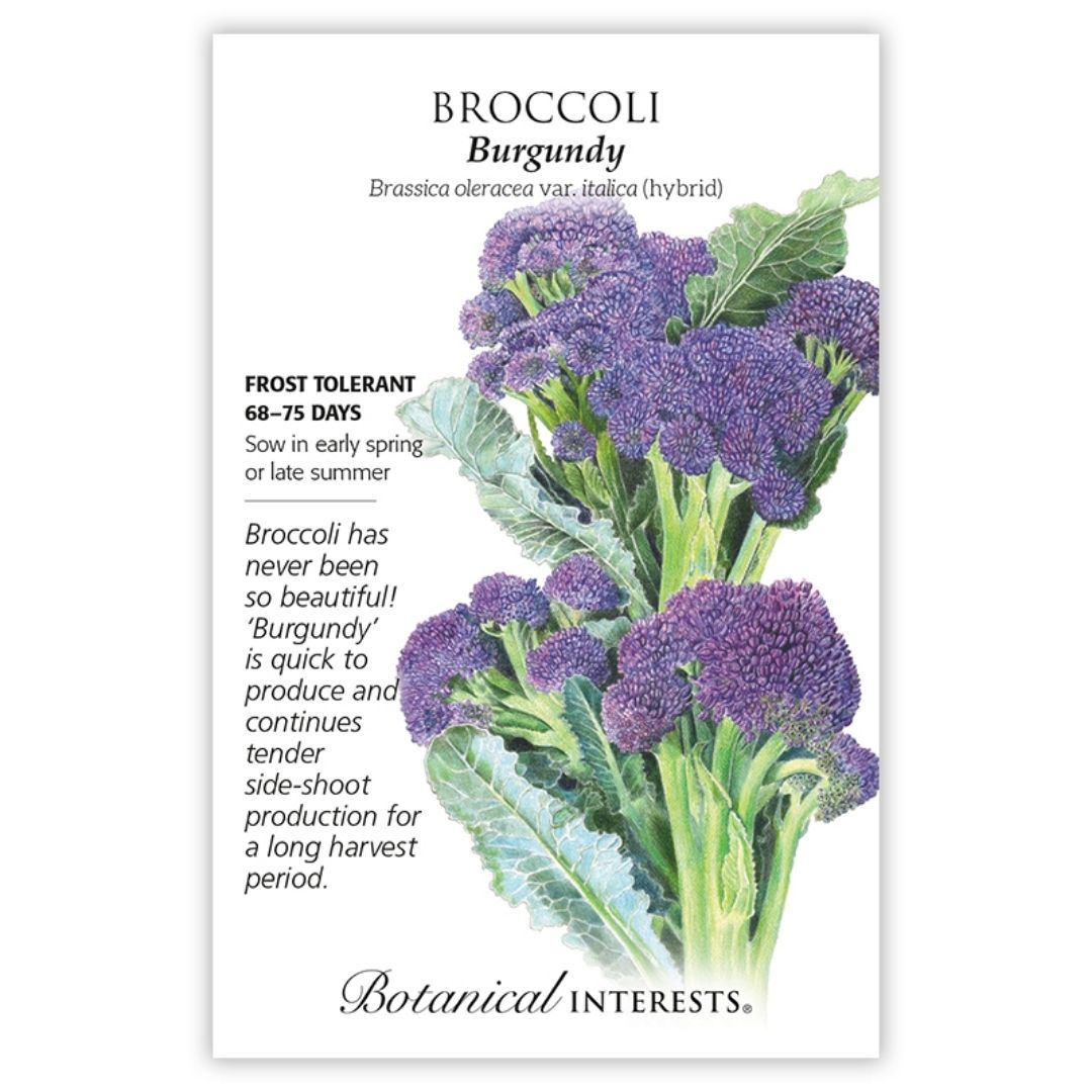 Burgundy Broccoli Seeds