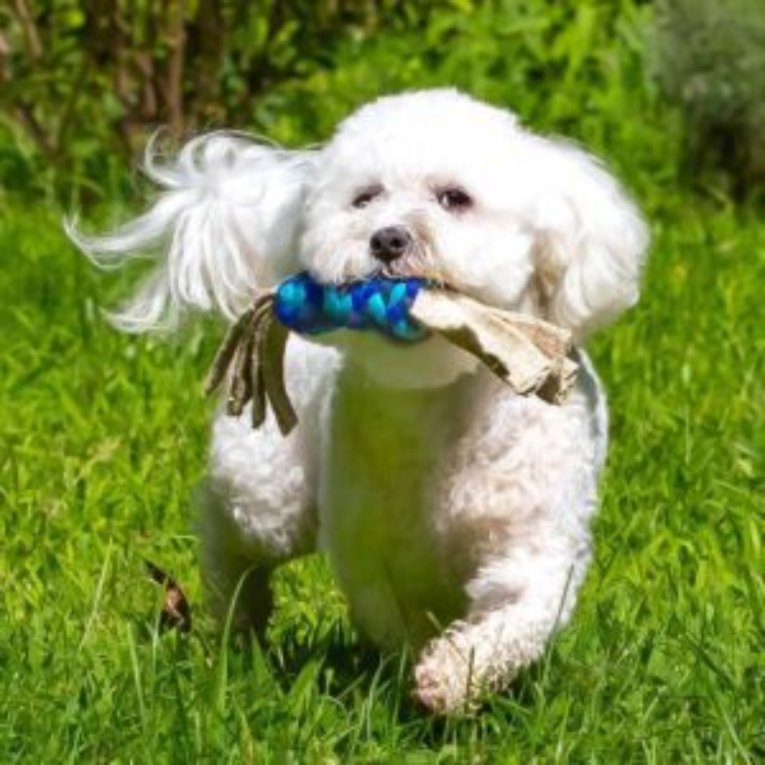 Dharma Dog - Hemp Ribbon Twist Dog Toy