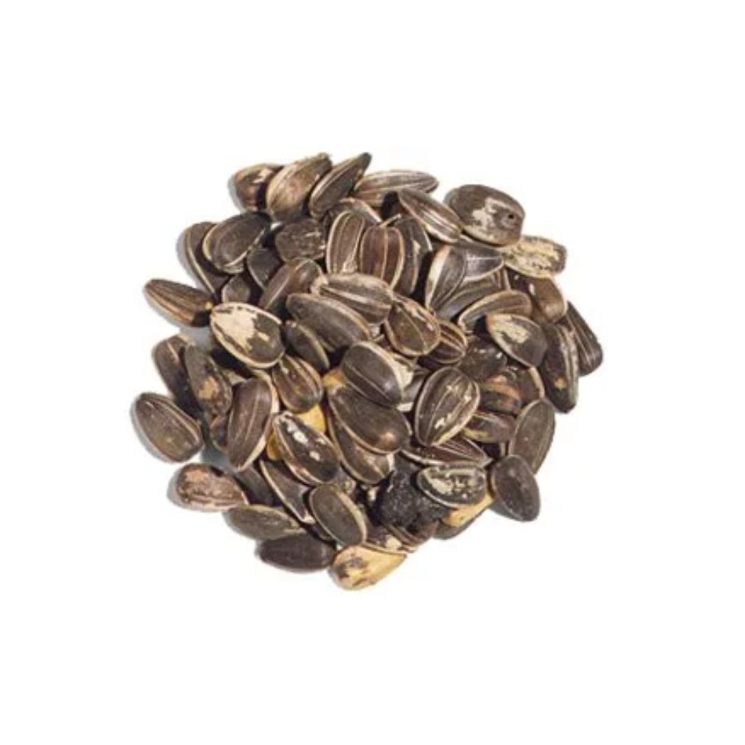Medium Sunflower Seed with Grey Stripe