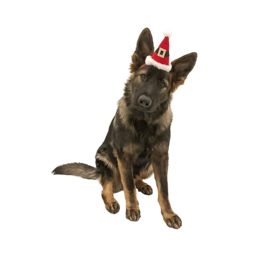 Midlee Dog Santa Hat Headband