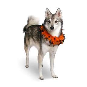 Midlee - Witch Halloween Wreath Dog Collar