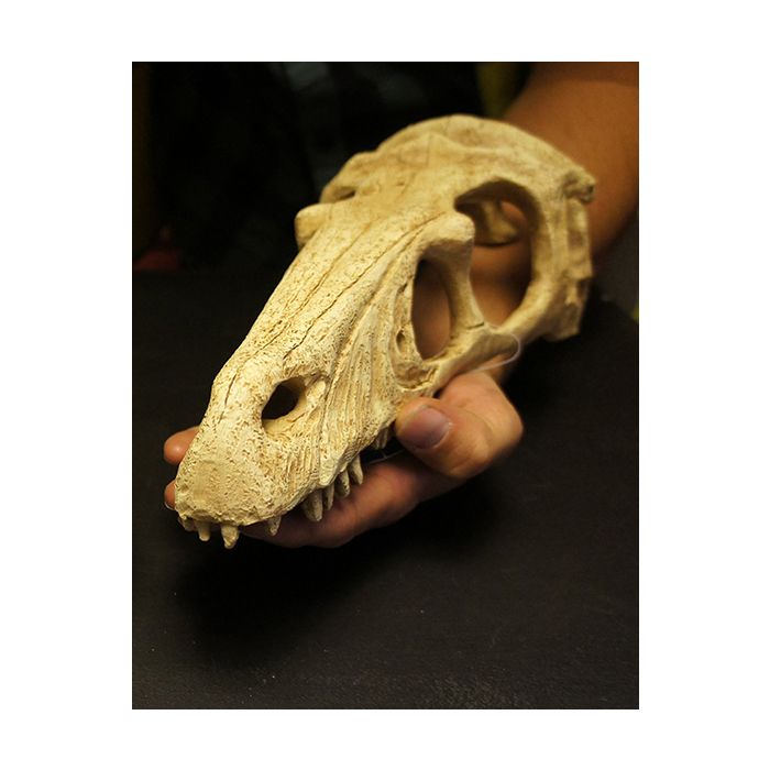 Raptor Skull Reptile Hideout