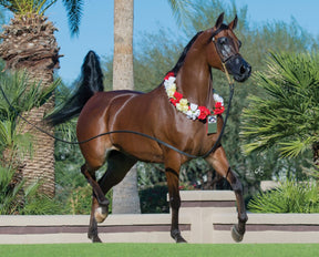 Breyer RD Marciea Bey Champion Arabian Mare