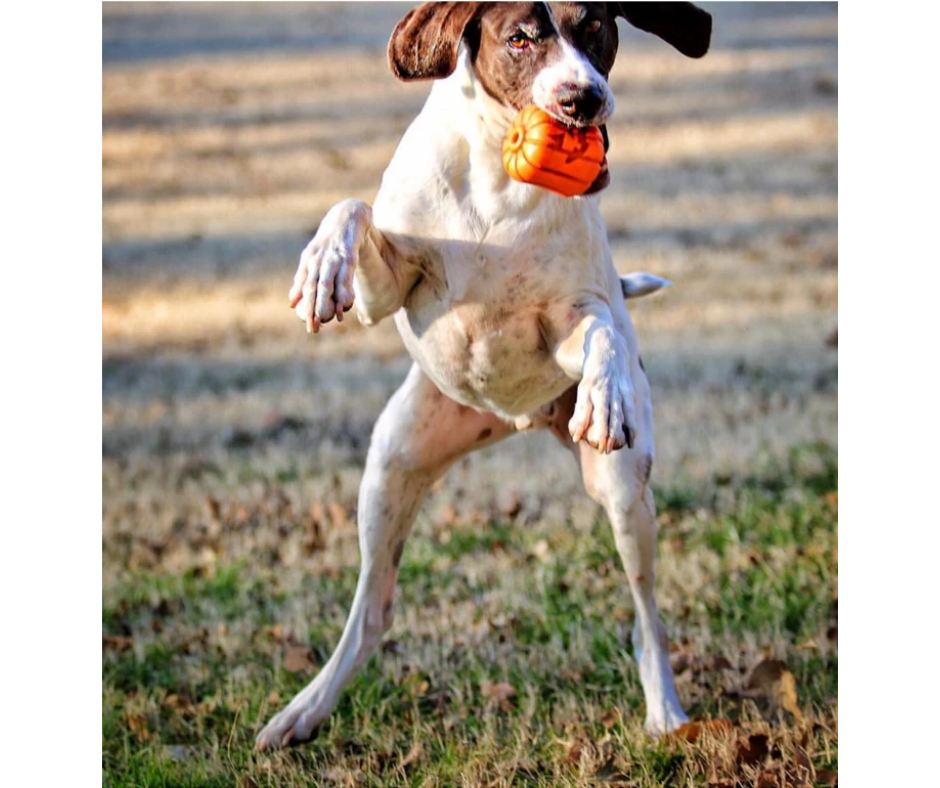 SodaPup - MBK Jack O'Lantern Durable Dog Chew Toy With Treat Insert. Dog Toy.-Southern Agriculture