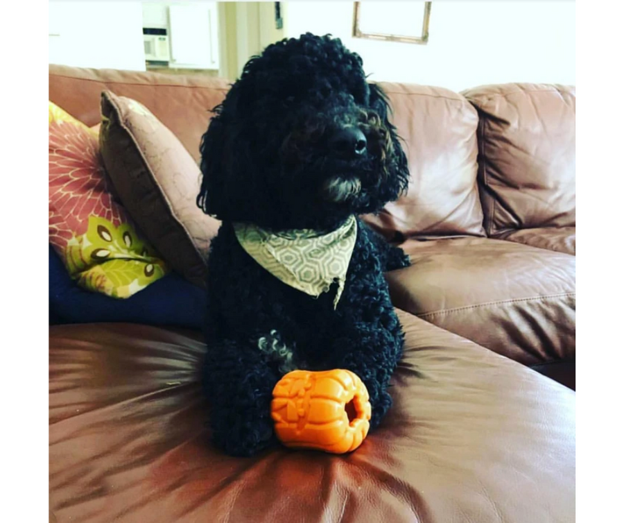 SodaPup MBK Jack O'Lantern Durable Dog Chew Toy With Treat Insert. D