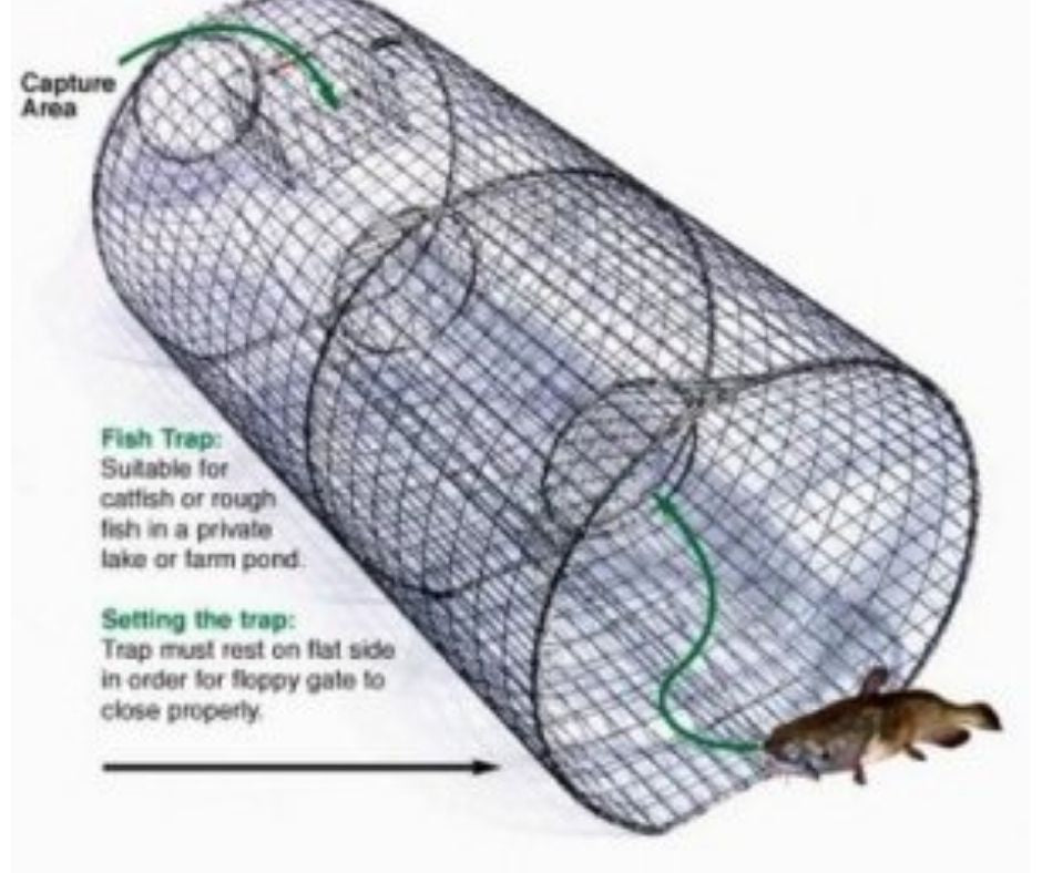 Pied Piper - Trap for Catfish & Rough Fish