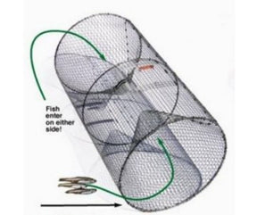 barrel net fishing Pied Piper